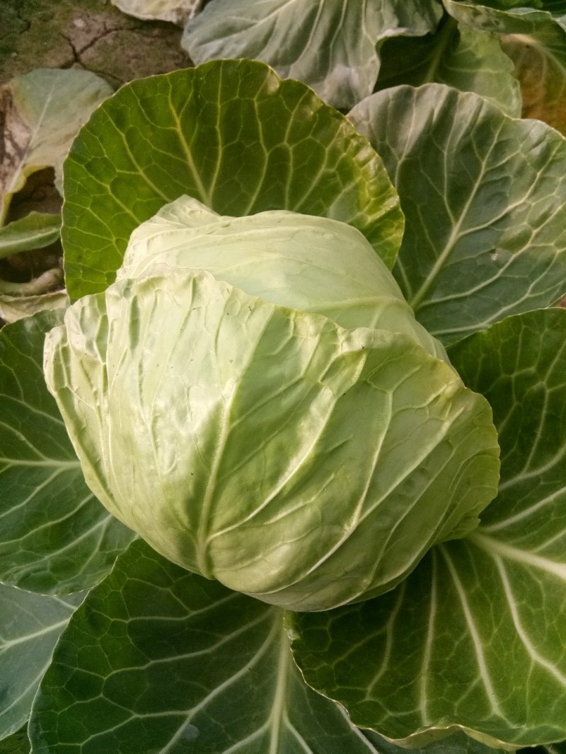 大棚种植精品8398甘蓝