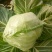 大棚种植精品8398甘蓝
