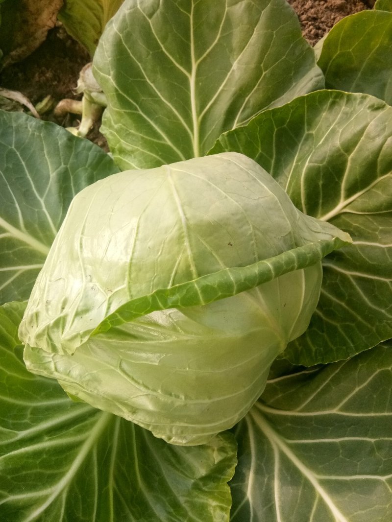 大棚种植精品8398甘蓝