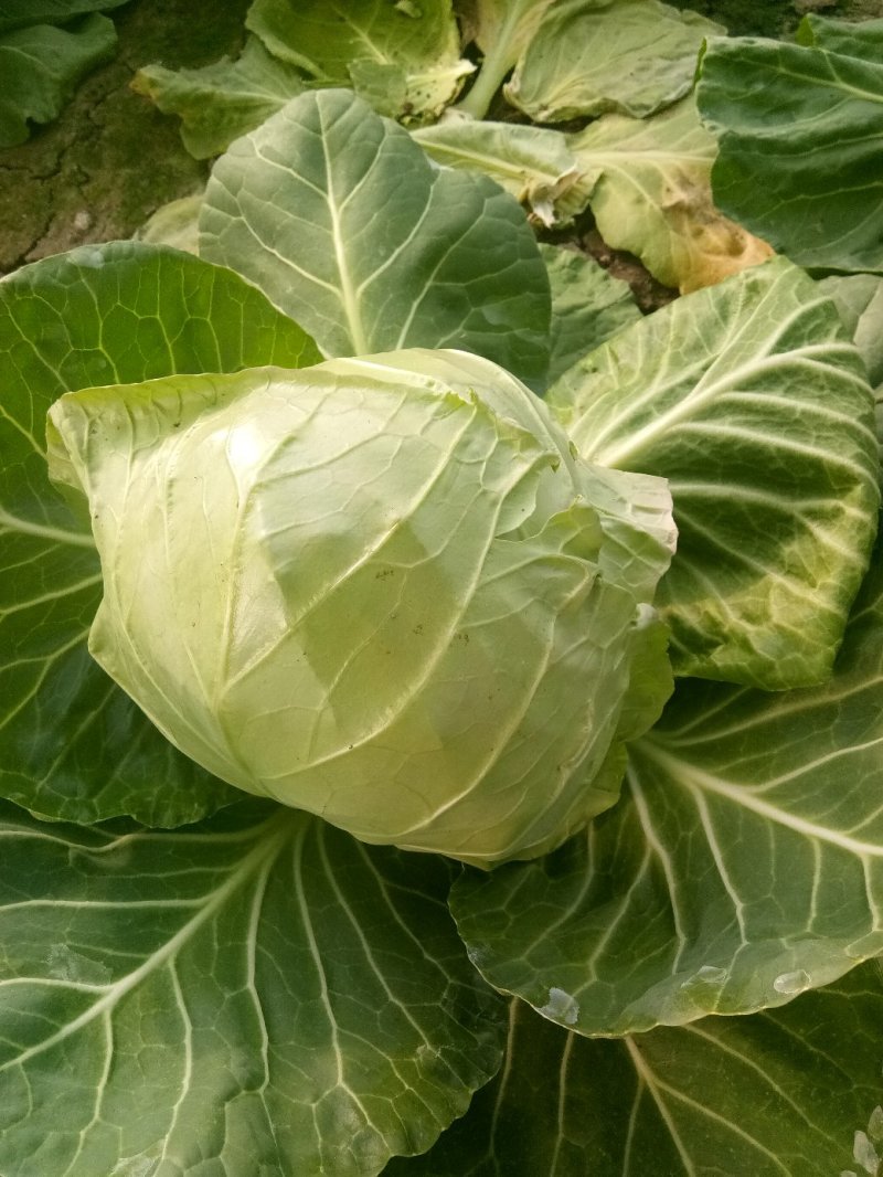 大棚种植精品8398甘蓝