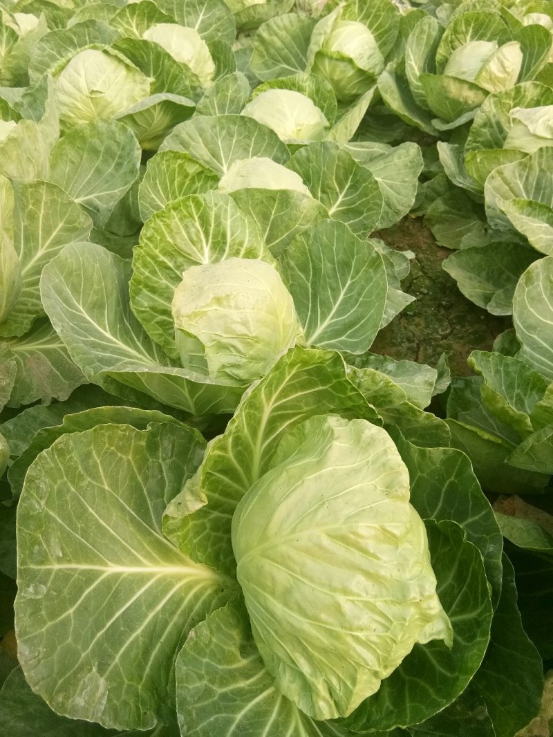 大棚种植精品8398甘蓝