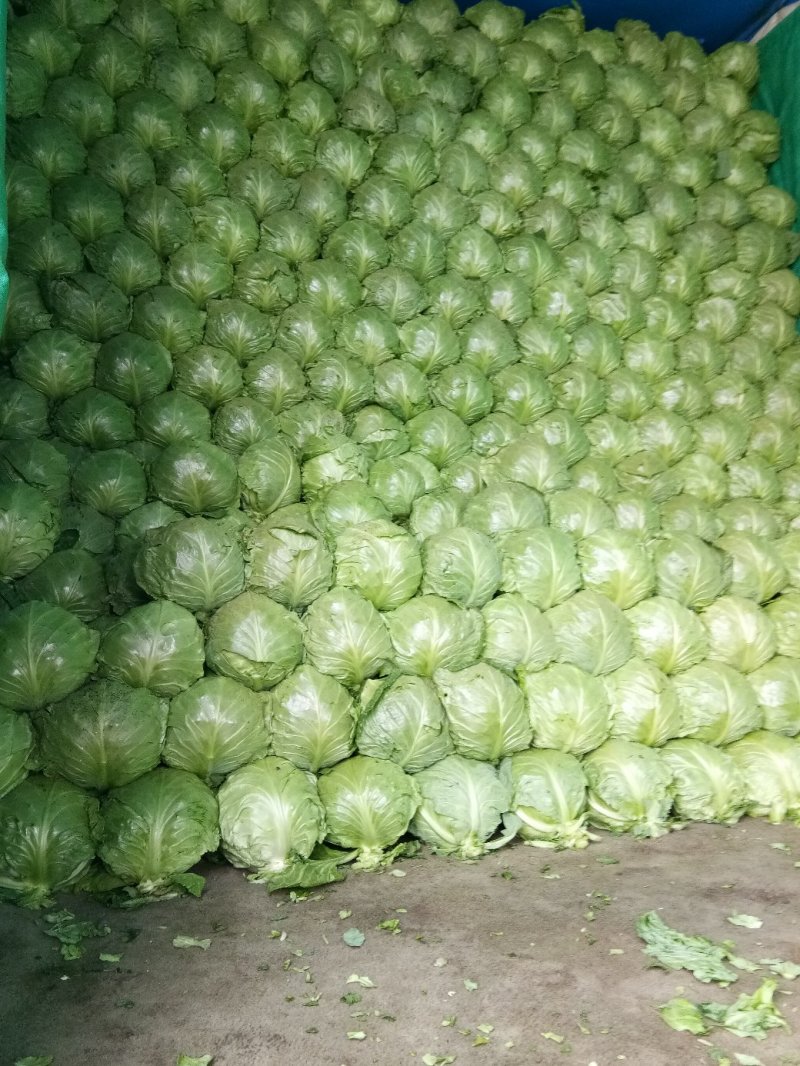 大棚种植精品8398甘蓝