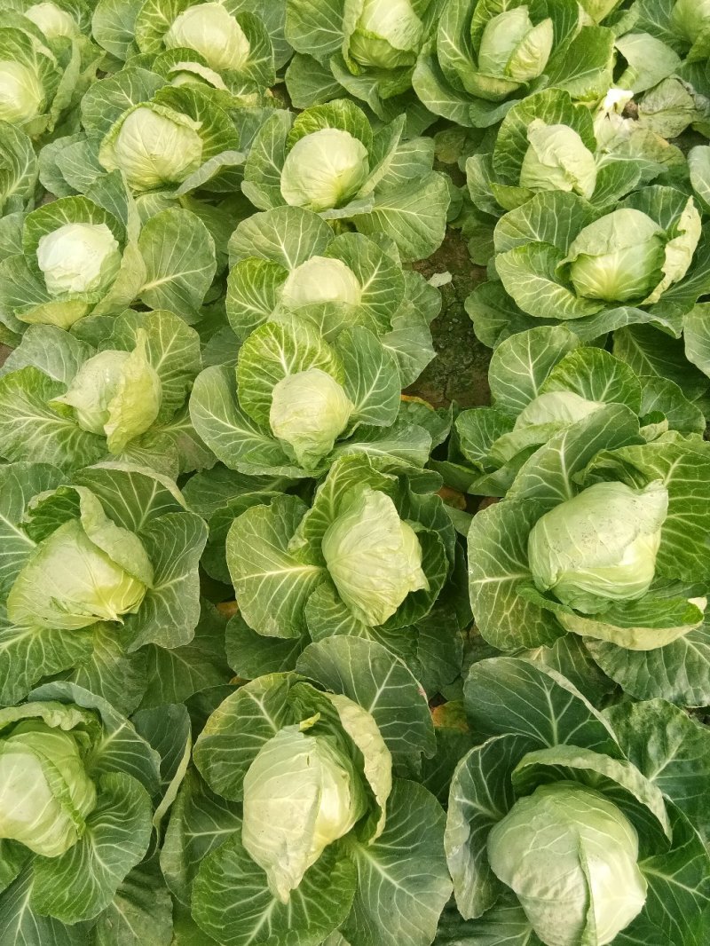 大棚种植精品8398甘蓝
