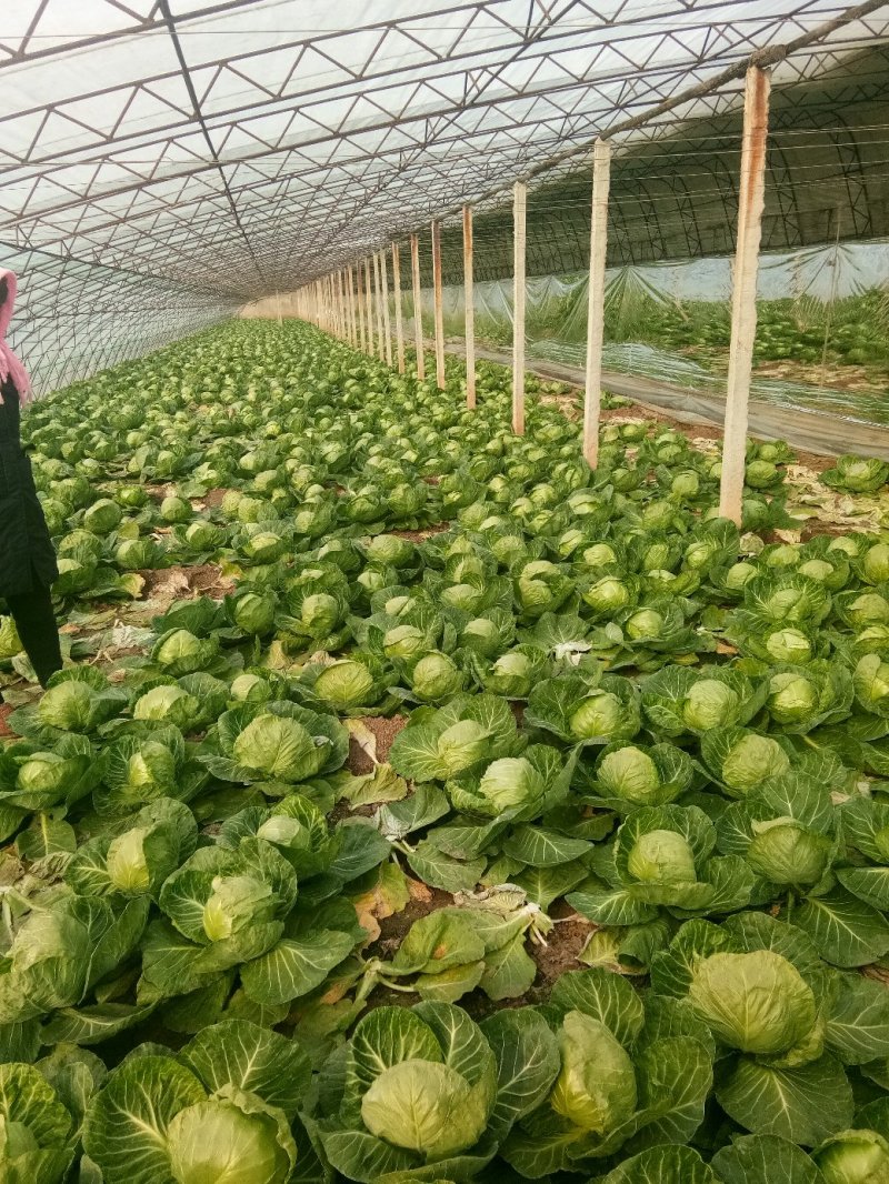 大棚种植精品8398甘蓝