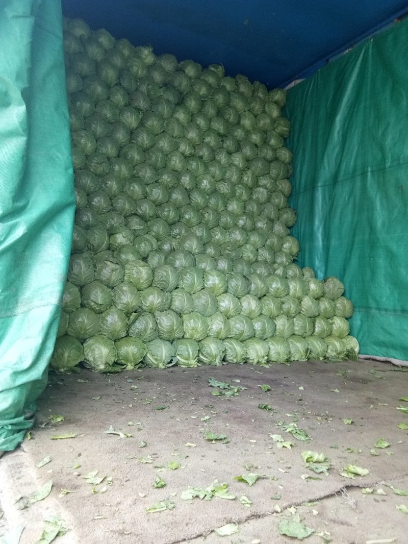 大棚种植精品8398甘蓝