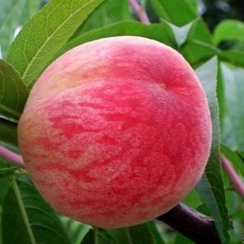 陕西大荔毛桃大量上市，欢迎新老客户前来洽谈合作！