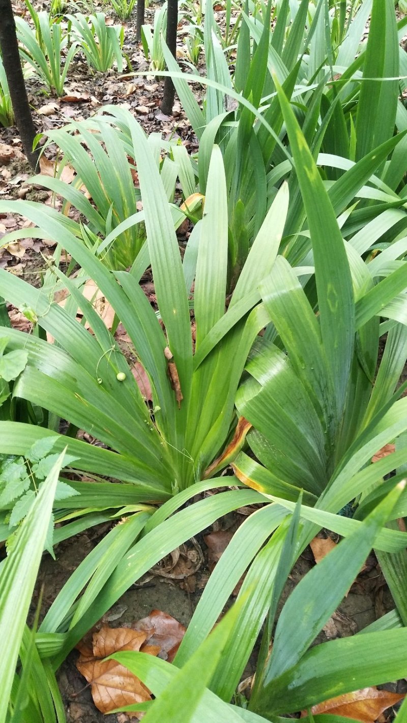 鄢陵苗圃直销兰花鸢尾紫花鸢尾全国发货量大优惠