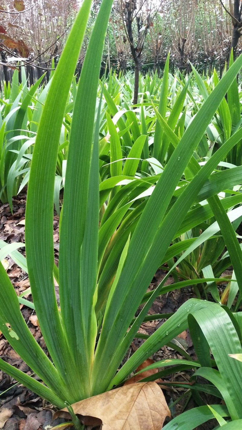 鄢陵苗圃直销兰花鸢尾紫花鸢尾全国发货量大优惠