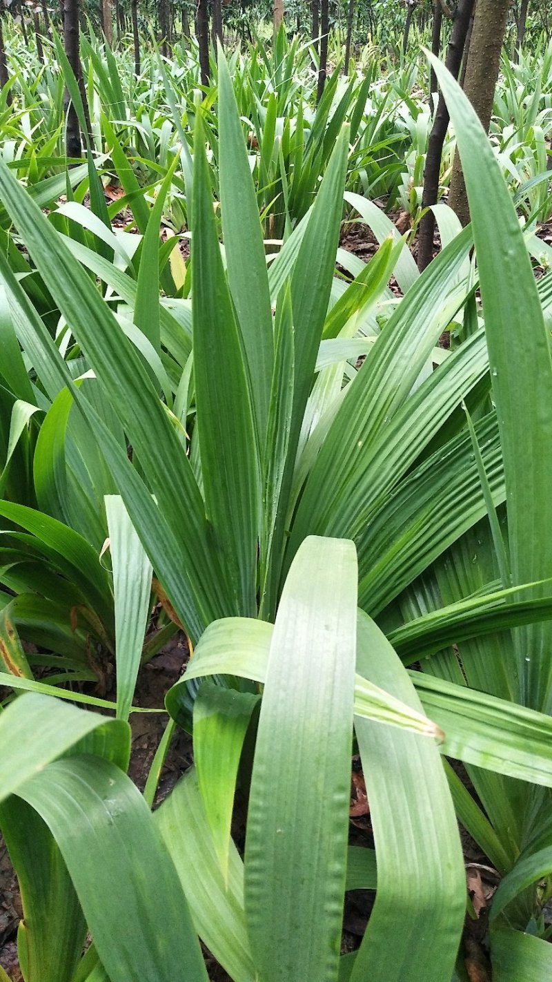 鄢陵苗圃直销兰花鸢尾紫花鸢尾全国发货量大优惠