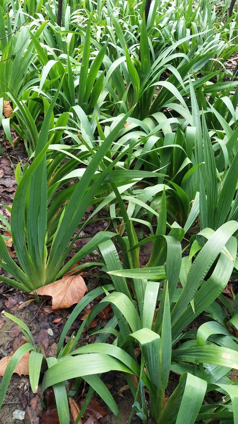 鄢陵苗圃直销兰花鸢尾紫花鸢尾全国发货量大优惠