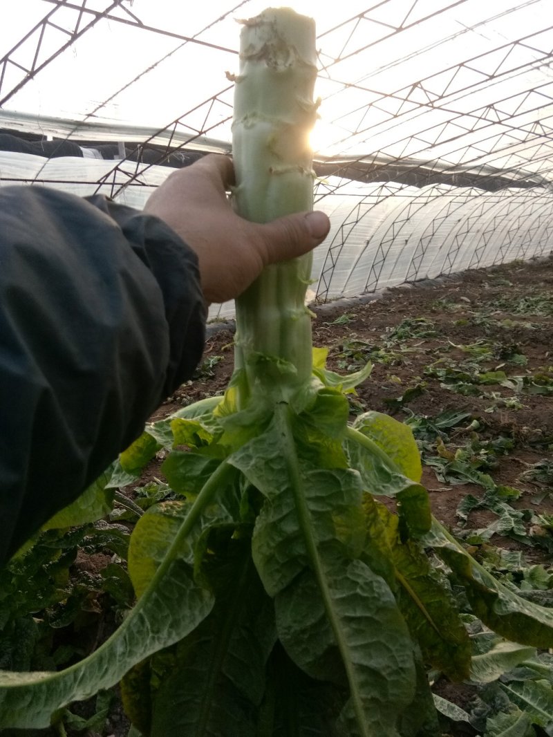 大棚种植三青圆叶莴笋