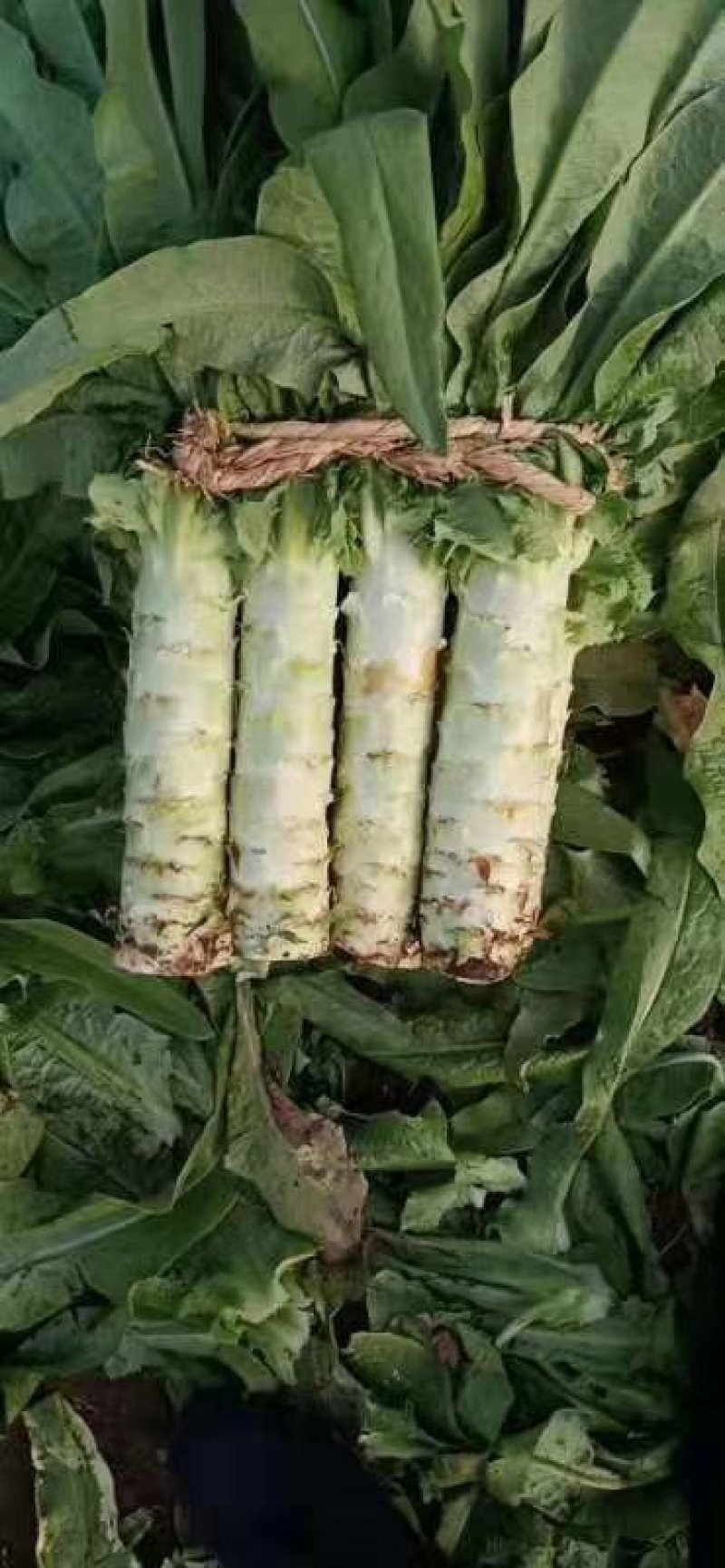 大棚种植三青圆叶莴笋