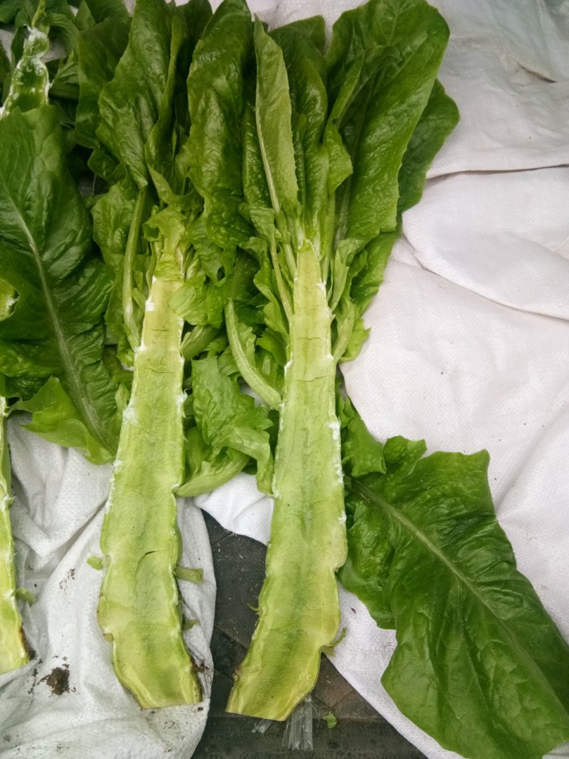 大棚种植三青圆叶莴笋