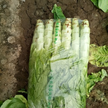 大棚种植三青圆叶莴笋