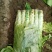 大棚种植三青圆叶莴笋