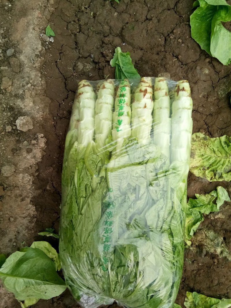 大棚种植三青圆叶莴笋