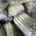 大棚种植三青圆叶莴笋
