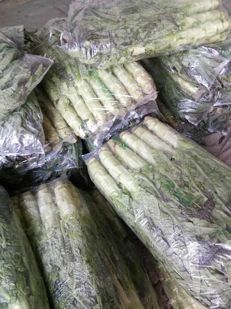 大棚种植三青圆叶莴笋