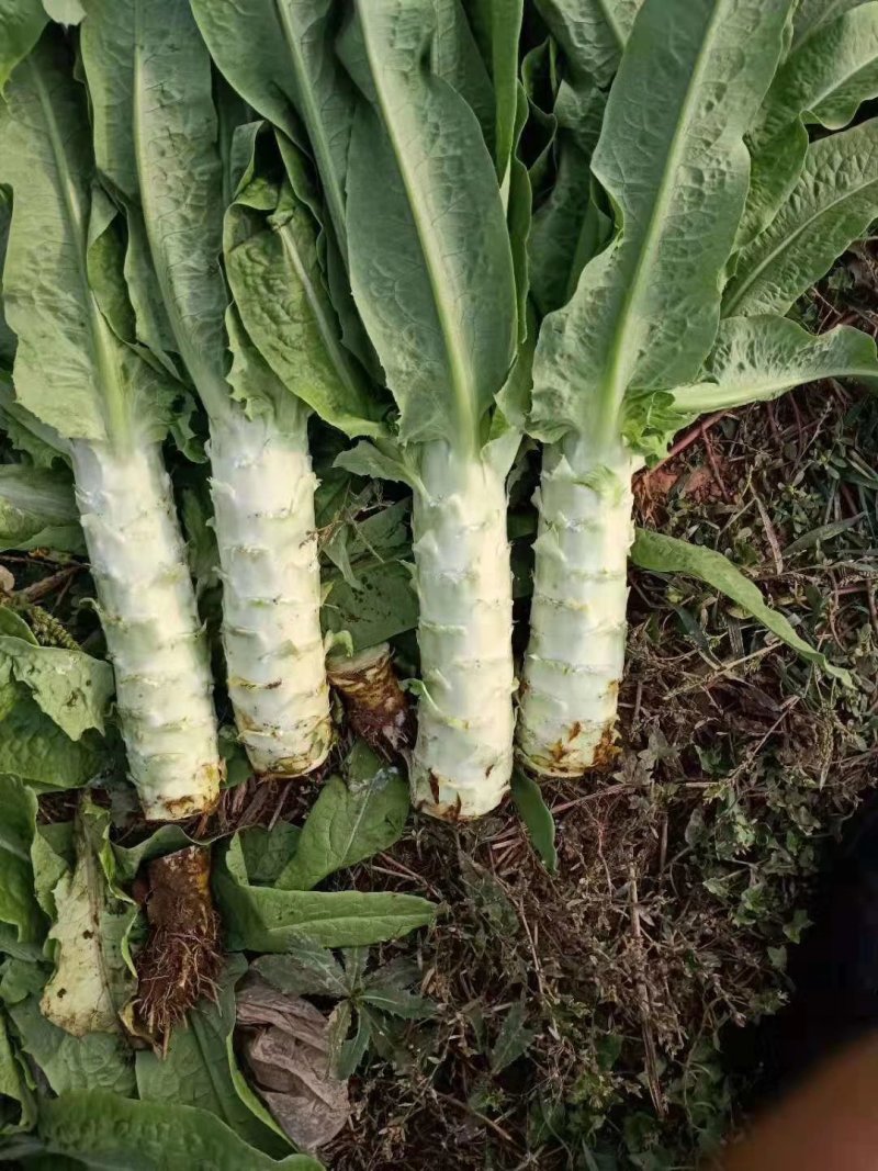 大棚种植三青圆叶莴笋