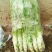 大棚种植三青圆叶莴笋
