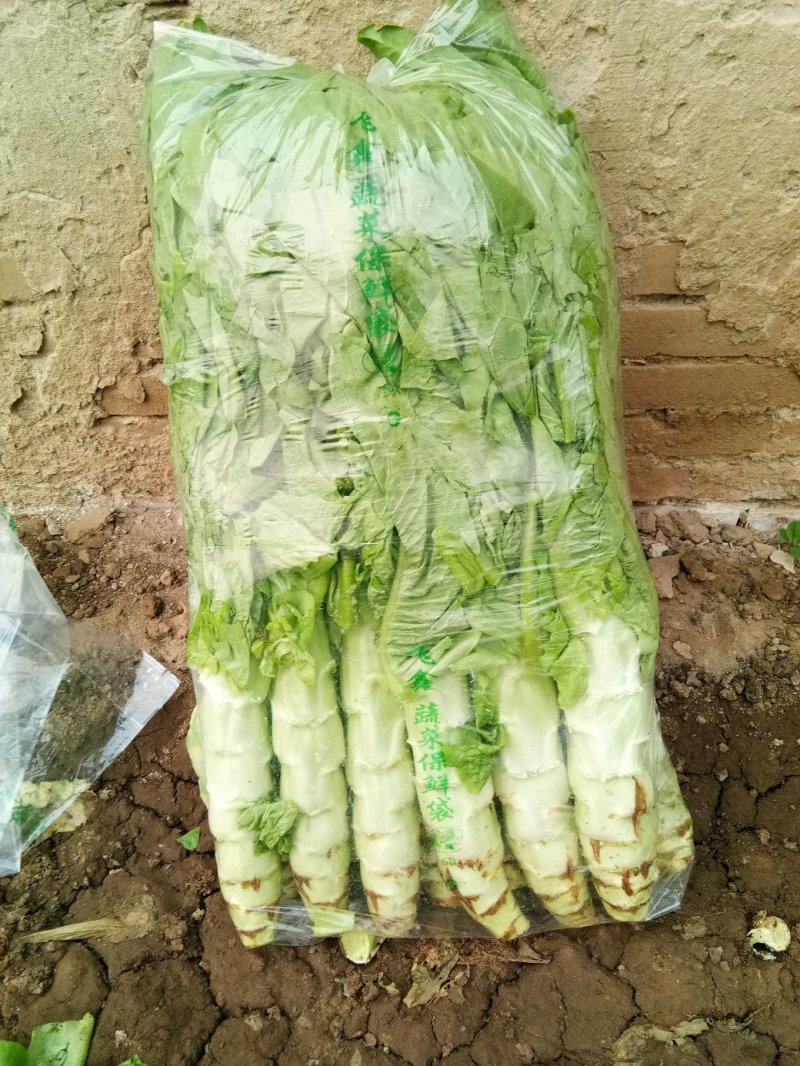 大棚种植三青圆叶莴笋