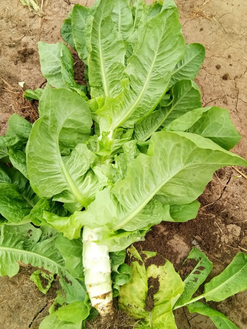 大棚种植三青圆叶莴笋