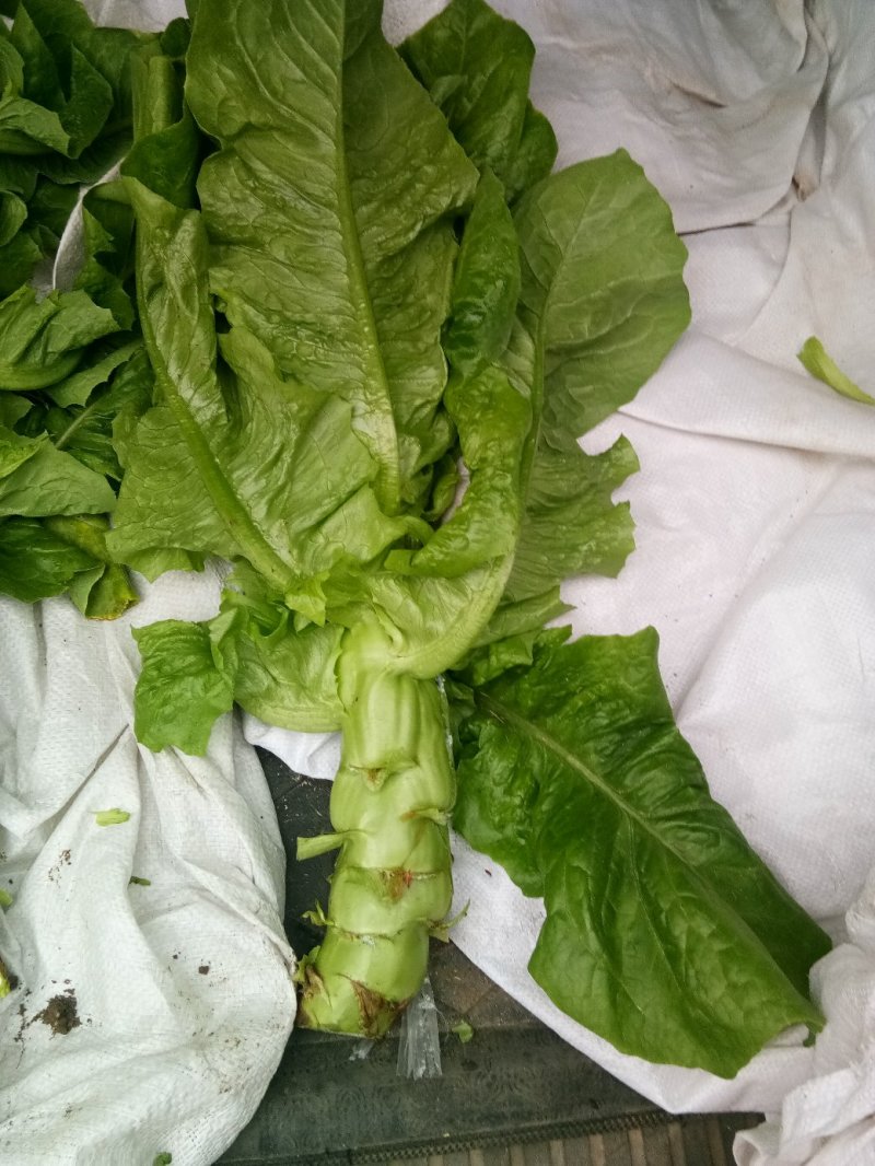 大棚种植三青圆叶莴笋