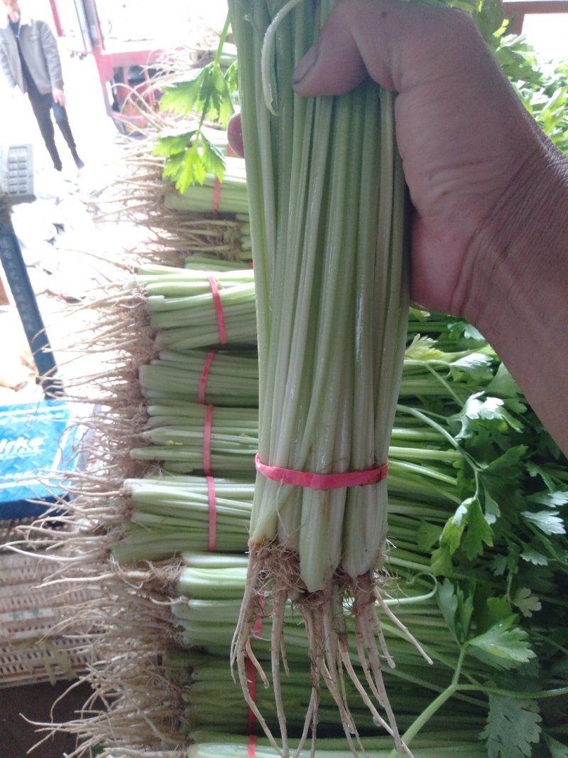 优质香芹，山芹，毛芹大量上市，欢迎选购，欢迎考察