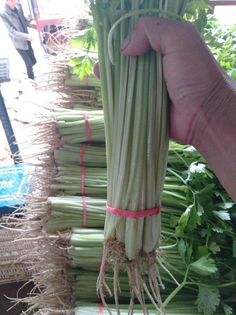 优质香芹，山芹，毛芹大量上市，欢迎选购，欢迎考察