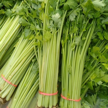 优质香芹，山芹，毛芹大量上市，欢迎选购，欢迎考察