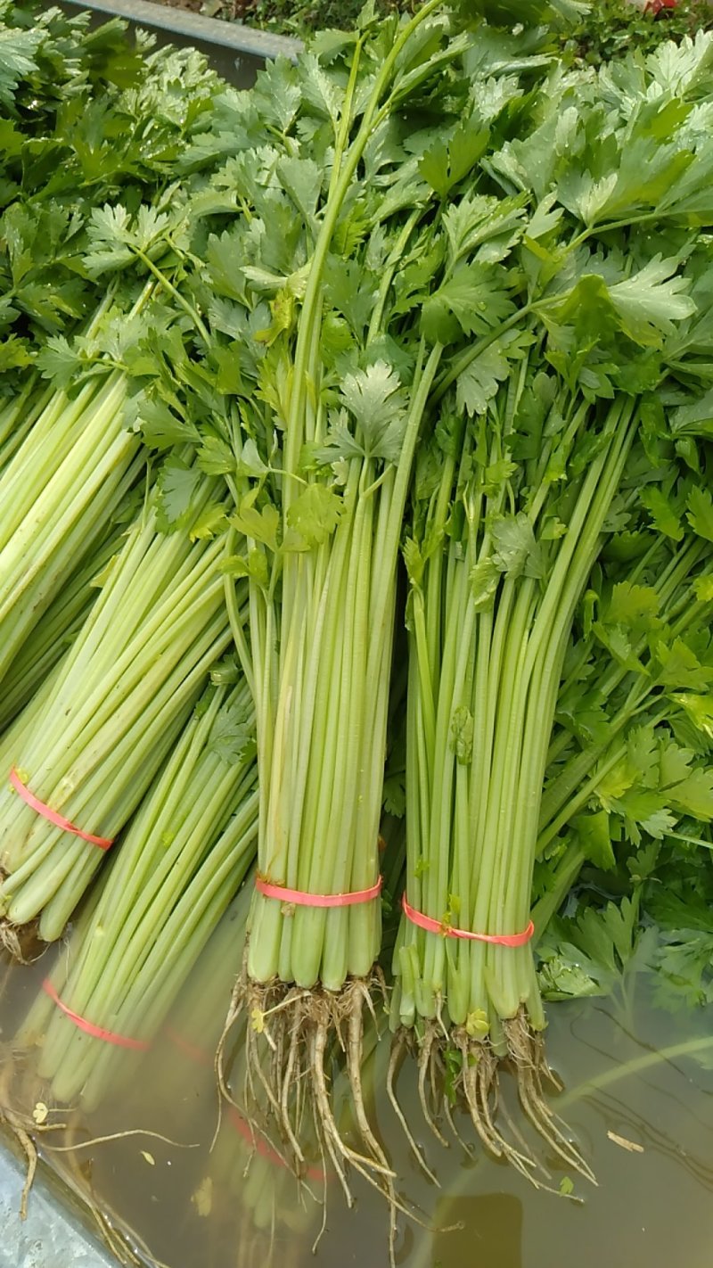 优质香芹，山芹，毛芹大量上市，欢迎选购，欢迎考察