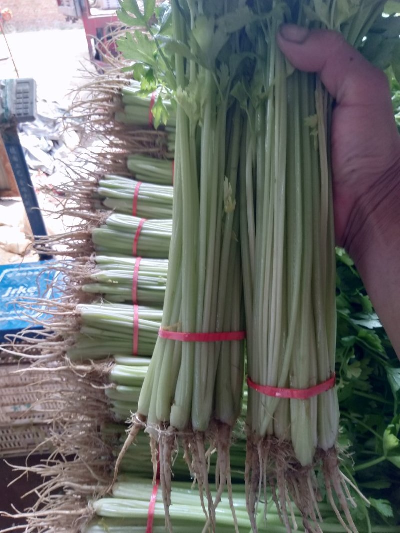 优质香芹，山芹，毛芹大量上市，欢迎选购，欢迎考察