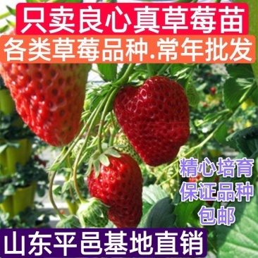 莓宝查理红颜草莓苗基地现挖现发保证存活率