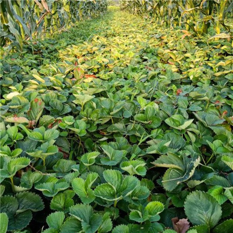 莓宝查理红颜草莓苗基地现挖现发保证存活率
