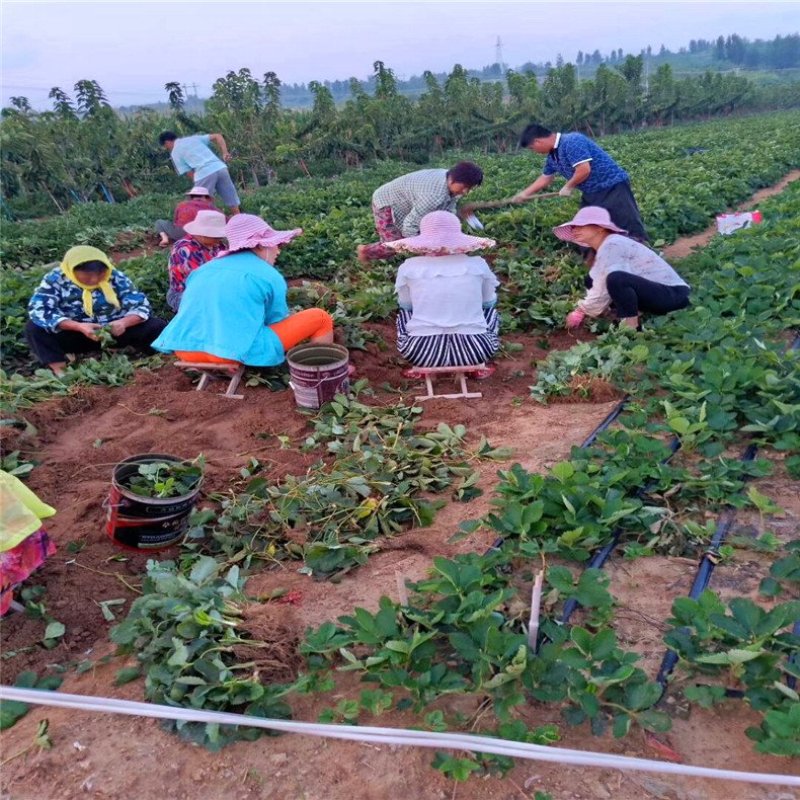 莓宝查理红颜草莓苗基地现挖现发保证存活率