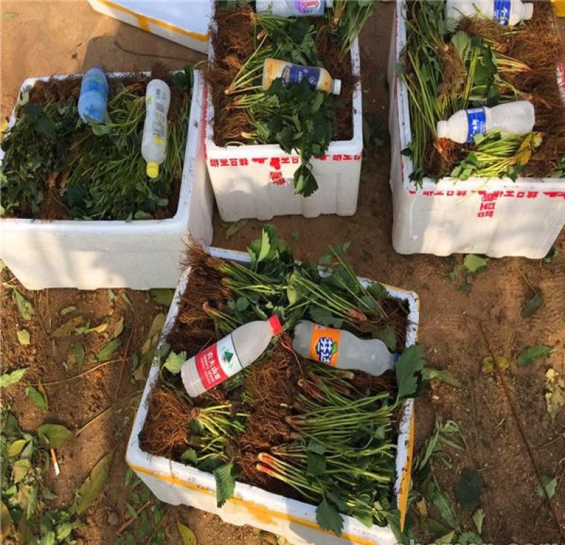 莓宝查理红颜草莓苗基地现挖现发保证存活率