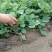 莓宝查理红颜草莓苗基地现挖现发保证存活率