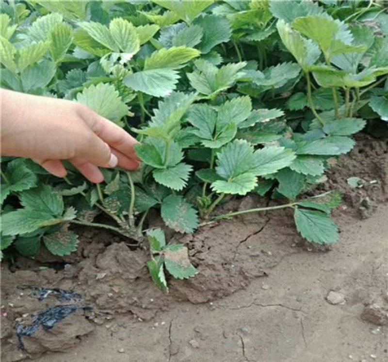 莓宝查理红颜草莓苗基地现挖现发保证存活率