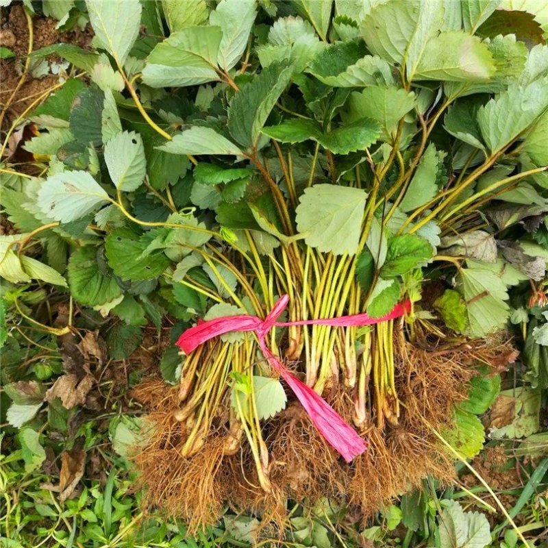 莓宝查理红颜草莓苗基地现挖现发保证存活率