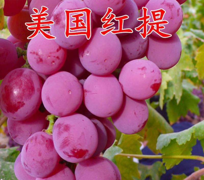 美国红提葡萄苗大红提葡萄苗嫁接苗2-3年包邮发货