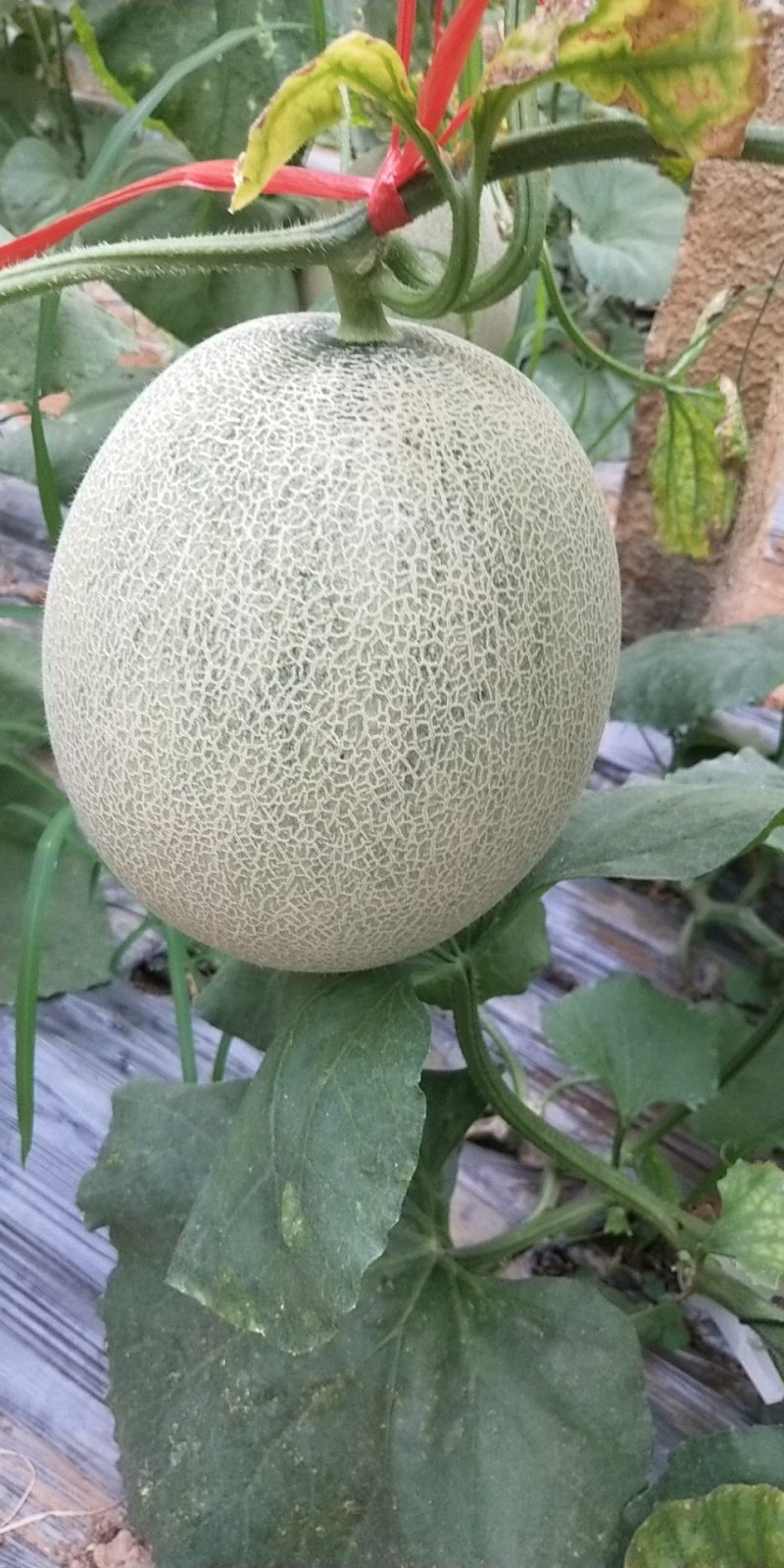 鲁厚甜网文瓜