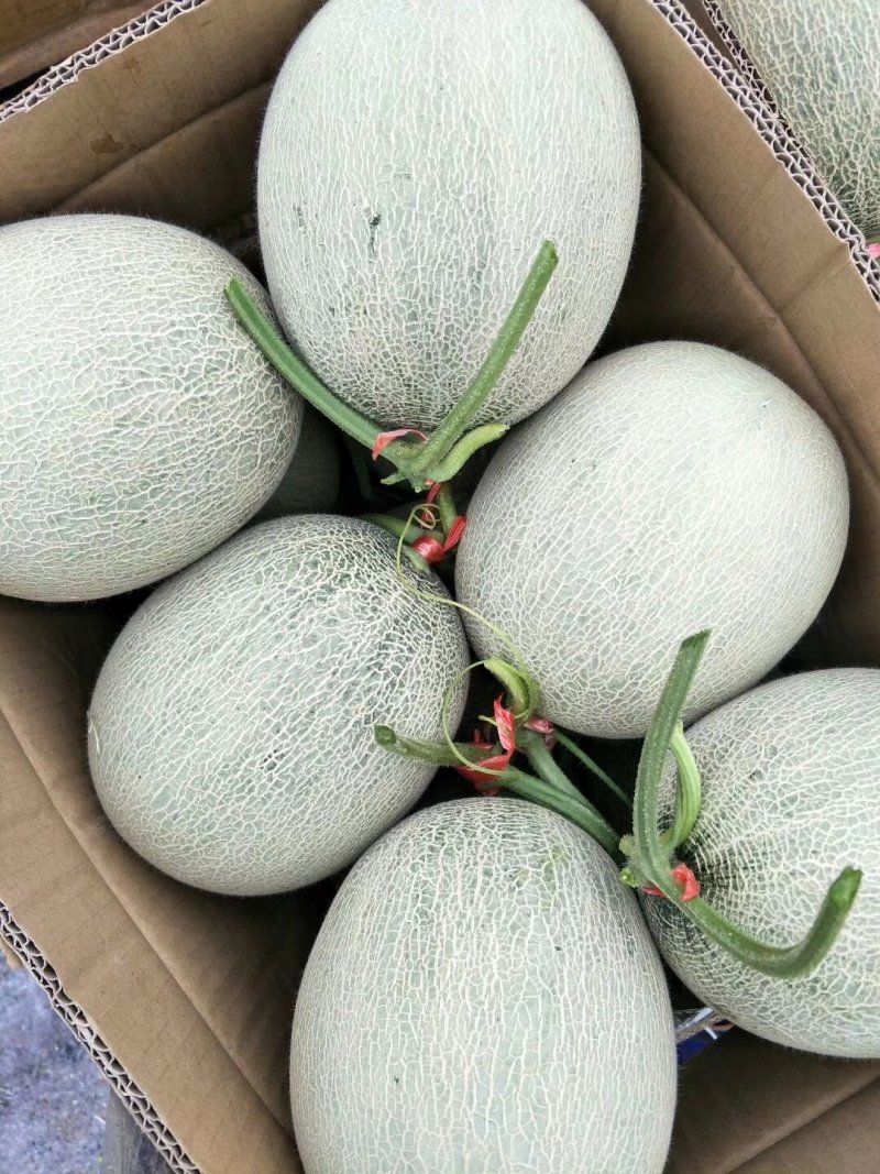 鲁厚甜网文瓜