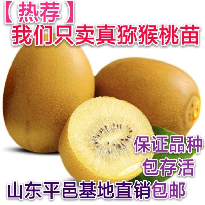 新品种黄蜜猕猴桃苗甜度高南北方均可种植现挖现发