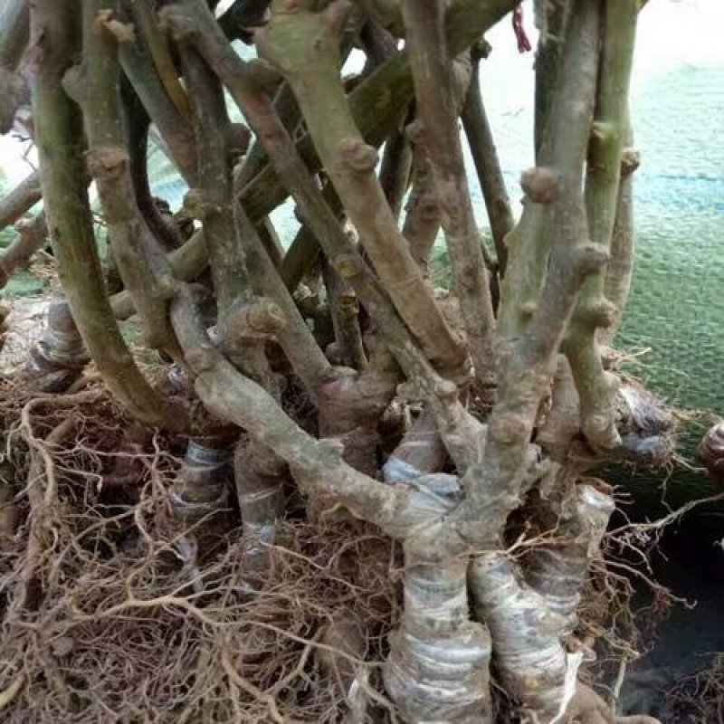 新品种黄蜜猕猴桃苗甜度高南北方均可种植现挖现发
