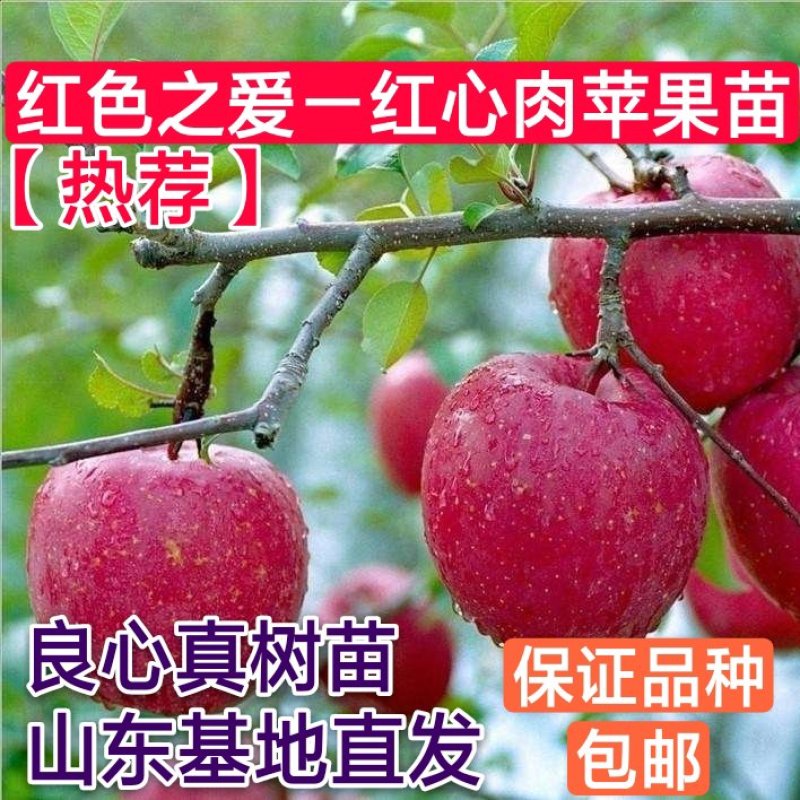 红色之爱红玫瑰苹果苗嫁接2-3年苗甜度高皮薄