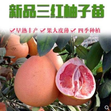【有好货】三红蜜柚苗柚子树苗嫁接2-3年苗口感好