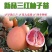 【有好货】三红蜜柚苗柚子树苗嫁接2-3年苗口感好