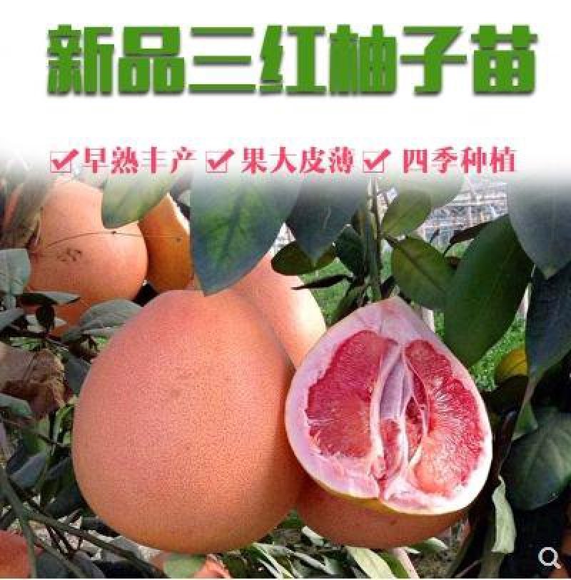 【有好货】三红蜜柚苗柚子树苗嫁接2-3年苗口感好