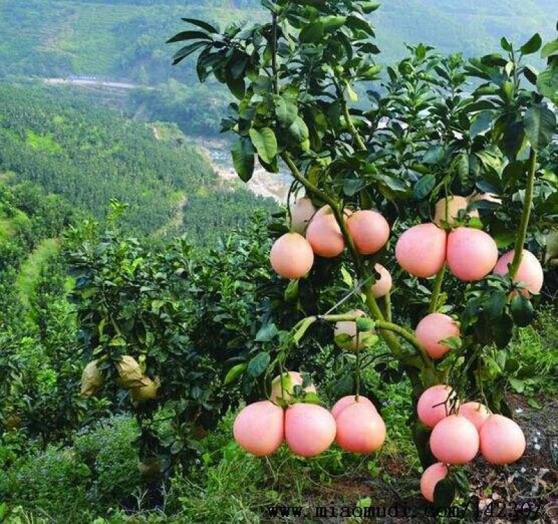 【有好货】三红蜜柚苗柚子树苗嫁接2-3年苗口感好