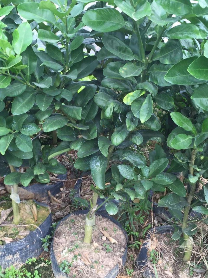 【有好货】三红蜜柚苗柚子树苗嫁接2-3年苗口感好